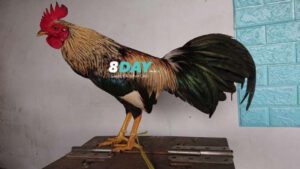 Gà chuối chân vàng là gì?